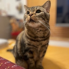 猫ちゃん•うさぎちゃん専門のペットシッターです🩷サービス対象地域は東久留米、西東京、及びその近郊 - ペット