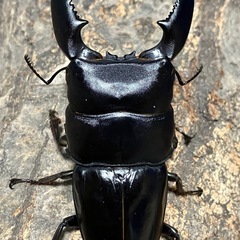 スマトラヒラタクワガタ　成虫ペア