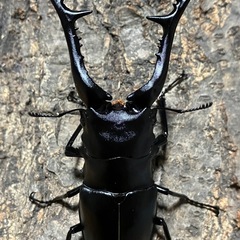ギラファノコギリクワガタ　大型成虫ペア