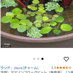 浮き草くださいお願いしますす急ぎお願いします🙏