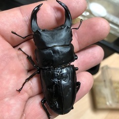 オオクワガタ　ペアケース付き