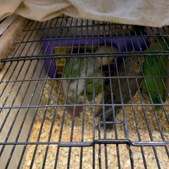 ウロコインコシナモン48,000円とノーマルオカメインコ2…