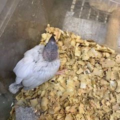 シルバー文鳥餌食べ良好沢山食べるよ5,800円宜しく