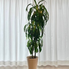 ドラセナ　ハワイアンサンシャイン　観葉植物