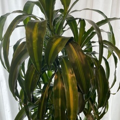 ドラセナ　ハワイアンサンシャイン　観葉植物の画像