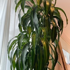 ドラセナ　ハワイアンサンシャイン　観葉植物の画像