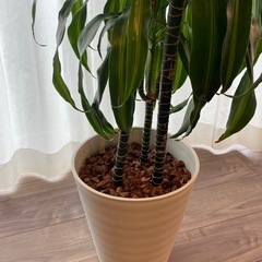 ドラセナ　ハワイアンサンシャイン　観葉植物の画像