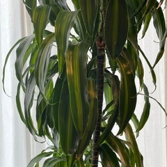 ドラセナ　ハワイアンサンシャイン　観葉植物の画像