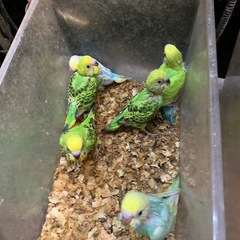 セキセキインコ大量入荷1羽3,800円で