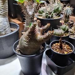 マカイエンセ現地株