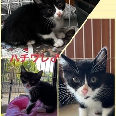 🌼生後２ヶ月のチビーズ4兄弟🌼 - 国頭郡