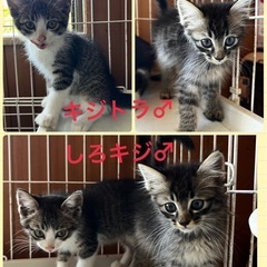 🌼生後２ヶ月のチビーズ4兄弟🌼