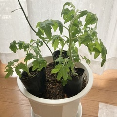 アスパラガス1メートル、ミニトマト3苗まとめて　野菜の画像