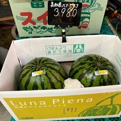 【在庫2玉】高知県産🍉一推しの美味しいルナピエナスイカ入荷しました✨