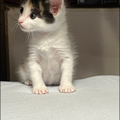三毛猫ちゃん − 長崎県