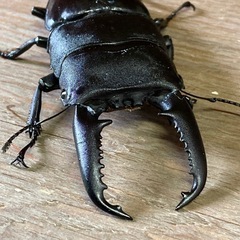 パラワンオオヒラタクワガタ　ペア