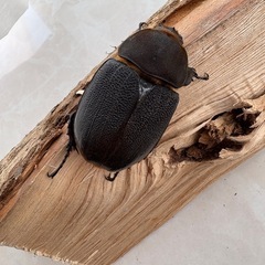 ヘラクレスオオカブト　亜種リッキー成虫♀ 大型血統