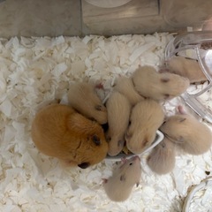 キンクマハムスター🐹里親募集中