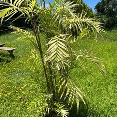 植物