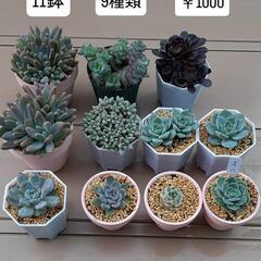 多肉植物