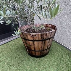 オリーブの木（高さ180㎝）の画像