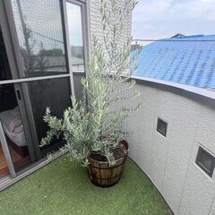 オリーブの木（高さ180㎝）