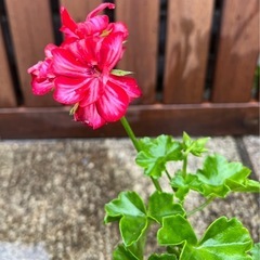 ゼラニウム