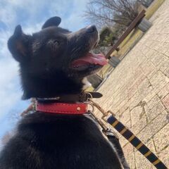 【ミルク♀】幼犬里親募集!  - 犬