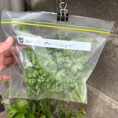 パセリ・イタリアンパセリの画像
