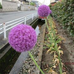 アリウムの花(切り花)さし上げますの画像