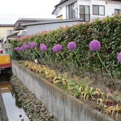 アリウムの花(切り花)さし上げますの画像
