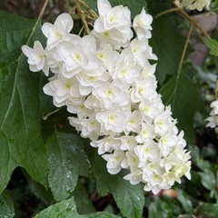 ③カシワバアジサイ八重 挿し木用に一枝