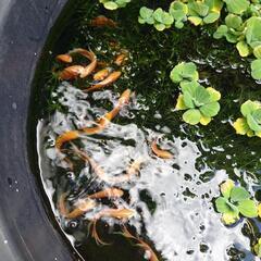 琉球鬪魚、ゼブラタイラント、フルゴールド、ブラックの画像