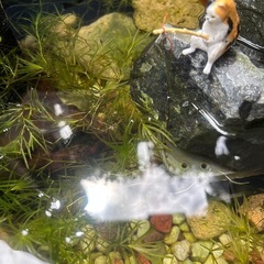 水草   ナヤスの画像