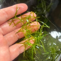 水草   ナヤスの画像