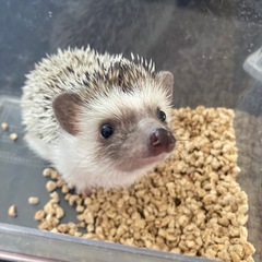 ハリネズミ