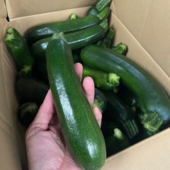 10本のズッキーニ※明日限定、2名のみ(あと1人になりました)