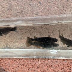 黒夢（クム）メダカ3匹