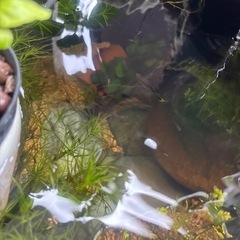 ミックスグッピー稚魚【一旦ストップします】
