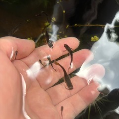 ミックスグッピー稚魚【一旦ストップします】の画像