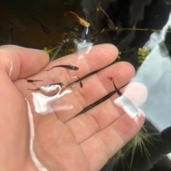 ミックスグッピー稚魚【一旦ストップします】の画像