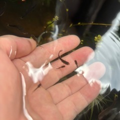ミックスグッピー稚魚【一旦ストップします】の画像