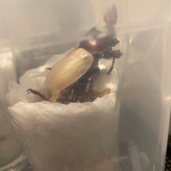 国産カブトムシ オス、メス譲ります‼️の画像