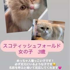 ネコちゃんの譲渡会