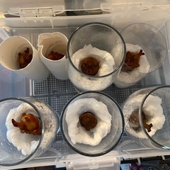 国産カブトムシ オス、メス譲ります‼️の画像