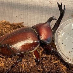 国産カブトムシ オス、メス譲ります‼️の画像