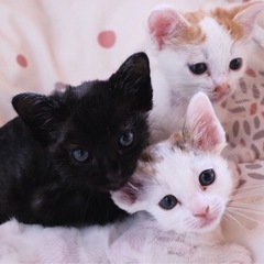 生後1ヶ月ほどの子猫ちゃん