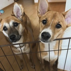 柴犬 雑種 メス2匹 里親募集