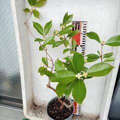 ガーデニング　花付 グァバ50cm ほどの画像