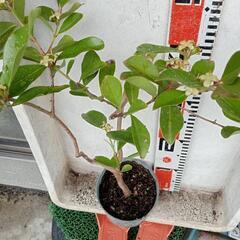 ガーデニング　花付 グァバ50cm ほどの画像